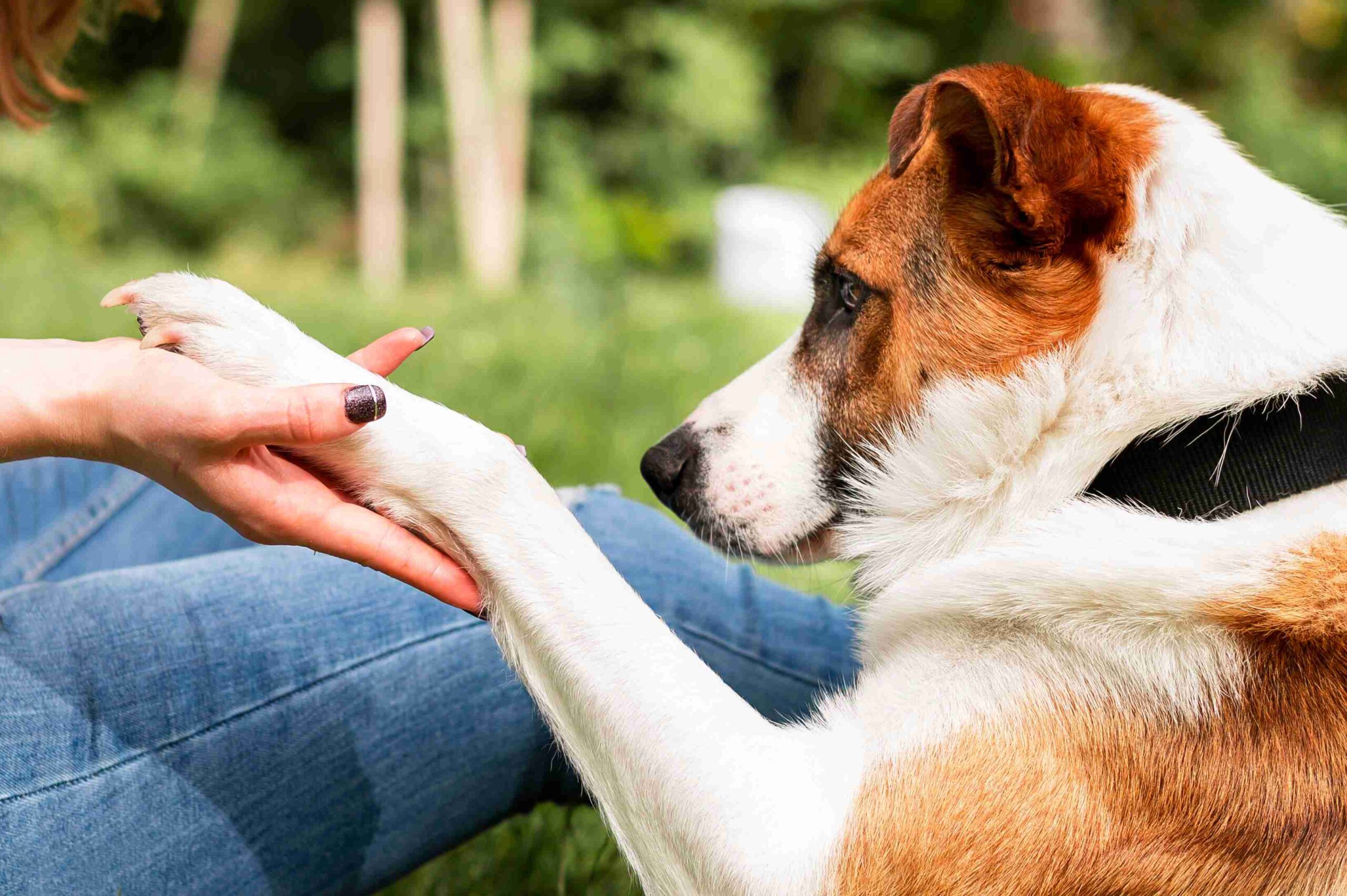 You are currently viewing 6 things that responsible nature and animal communicators always do